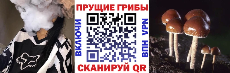 Псилоцибиновые грибы Psilocybe  Купить  Энем 